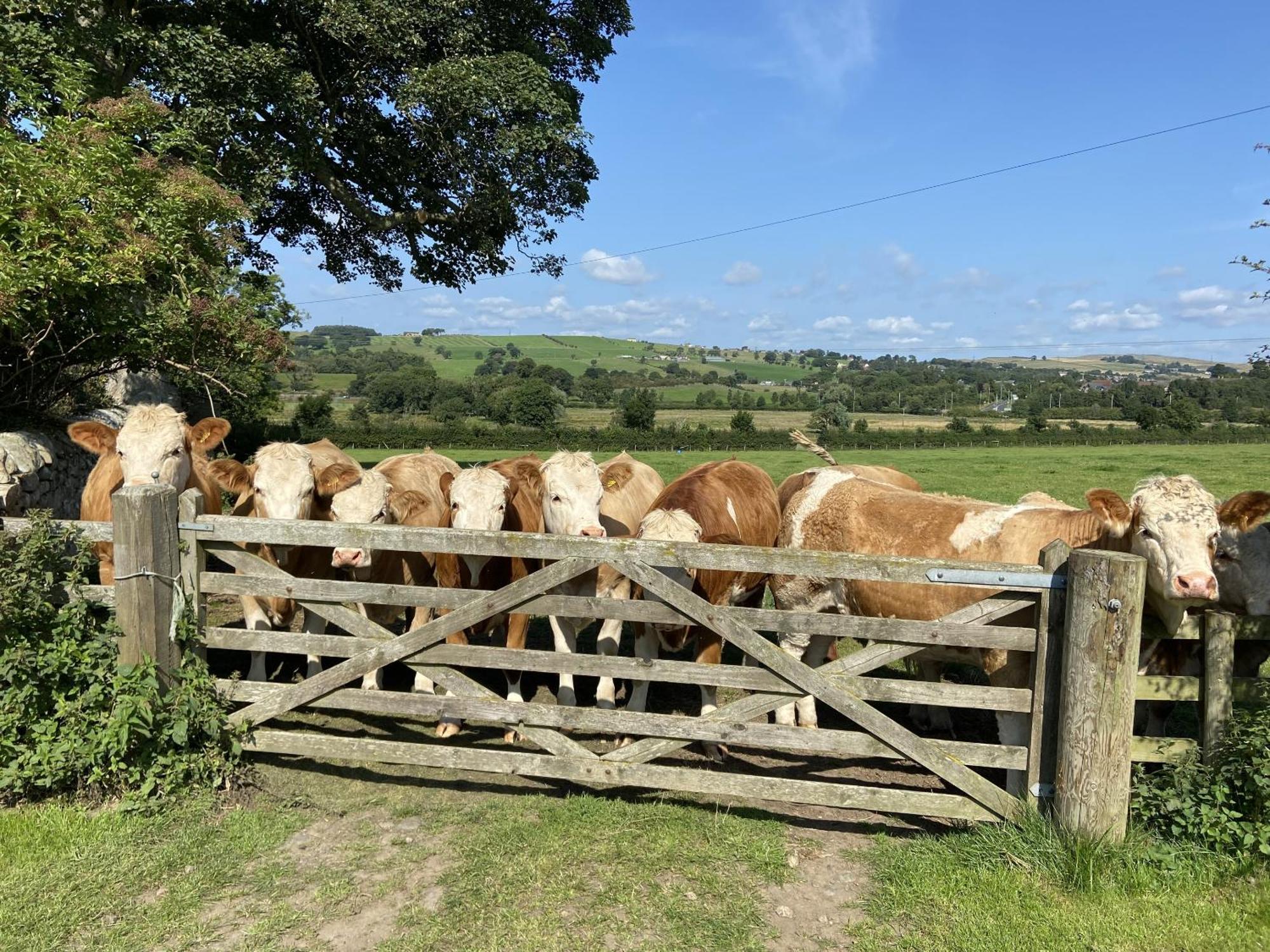 Wydon Farm Bed And Breakfast Haltwhistle Exterior photo